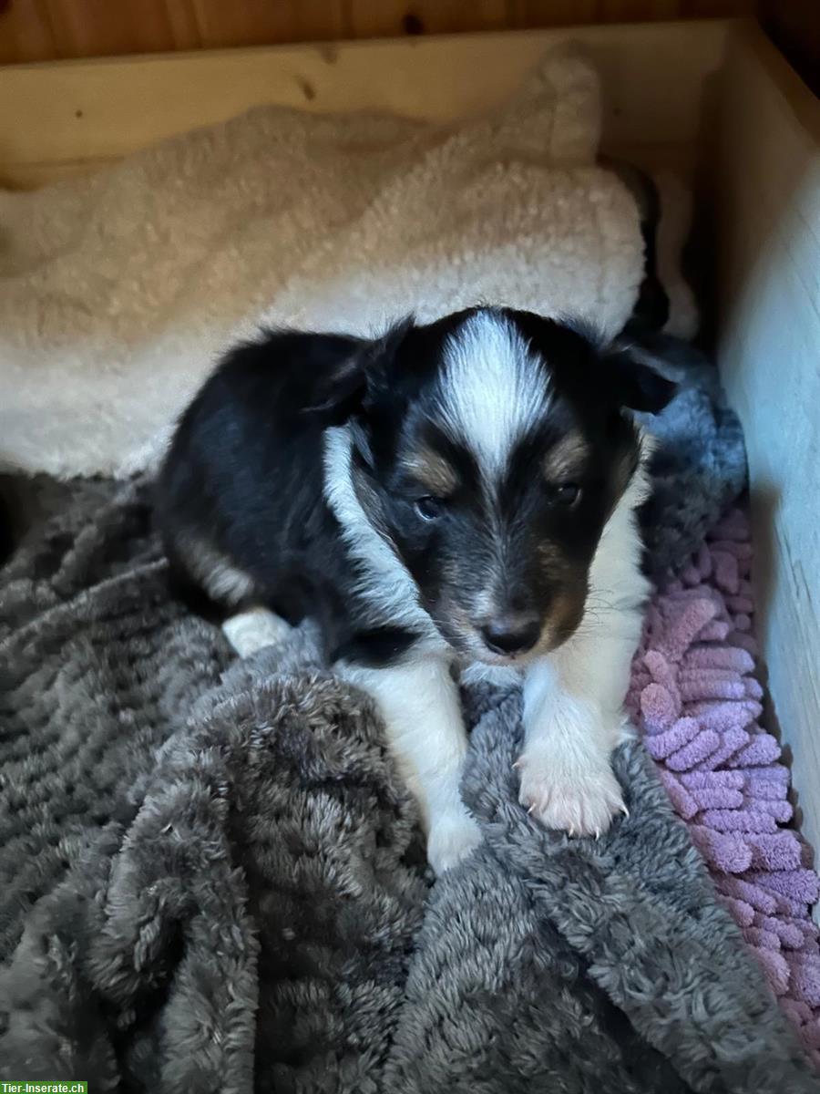 Bild 5: Sheltie Welpen, Tricolor, familienfreundlich