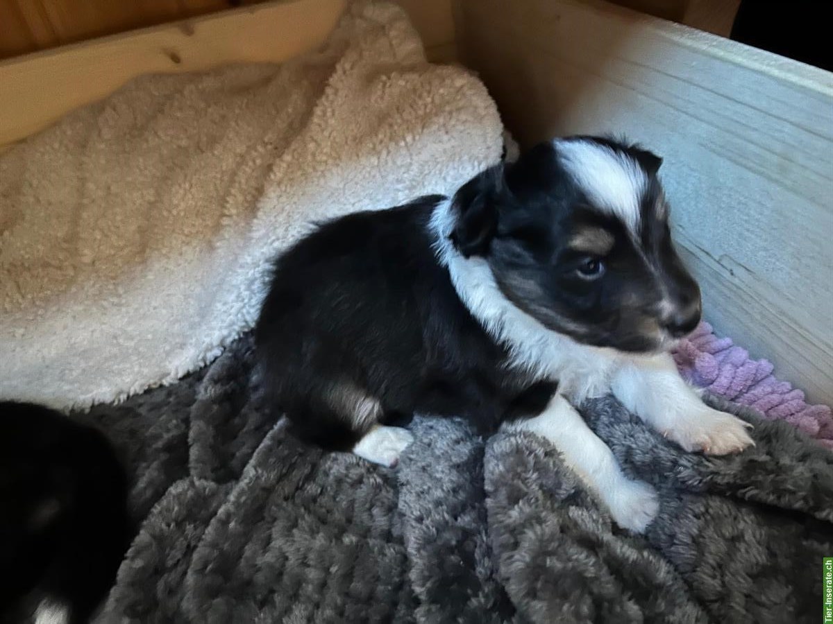 Bild 6: Sheltie Welpen, Tricolor, familienfreundlich