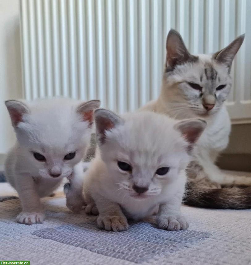 Siam Kitten, Blue-Point und Chocolate-Tabby-Point