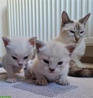 Siam Kitten, Blue-Point und Chocolate-Tabby-Point