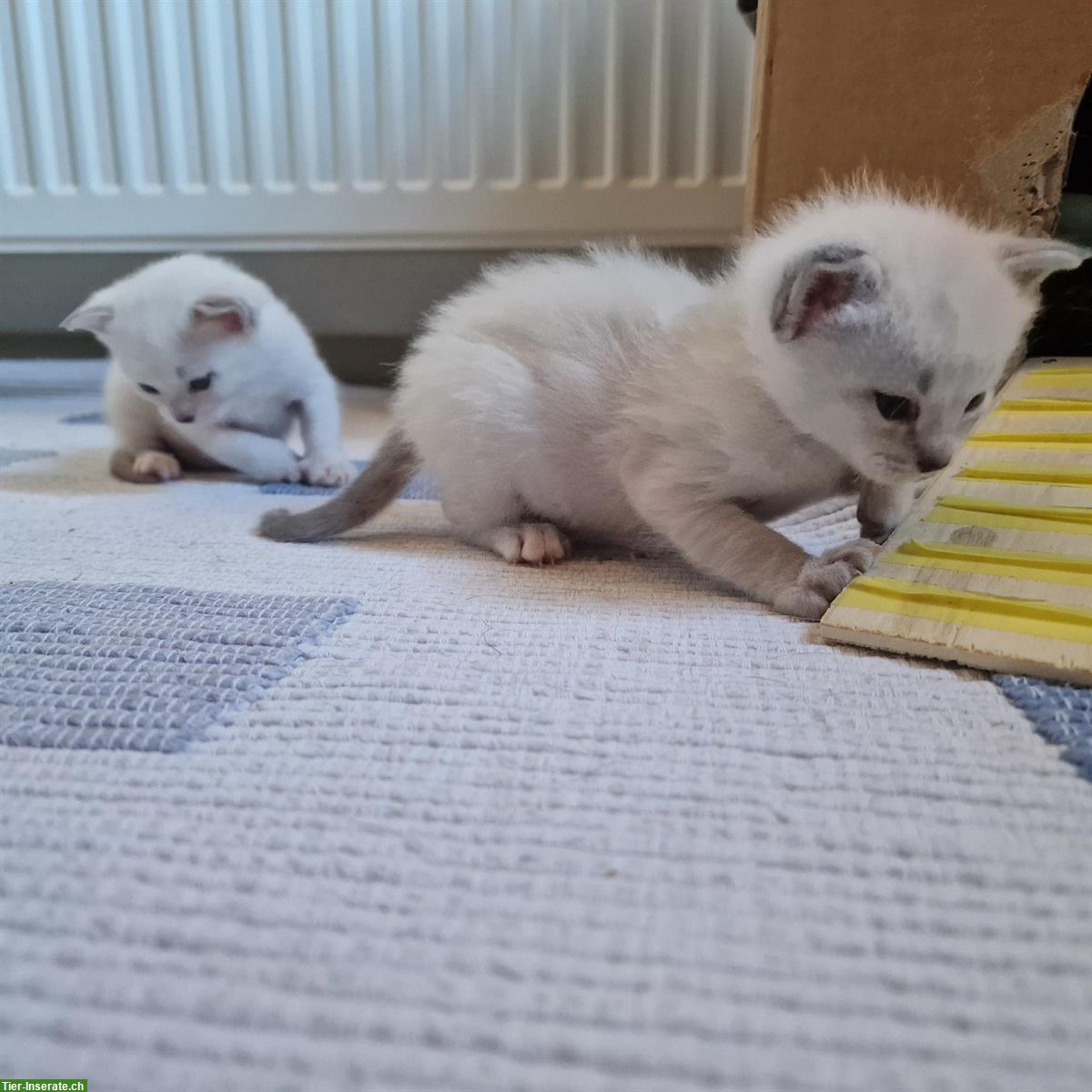 Bild 2: Siam Kitten, Blue-Point und Chocolate-Tabby-Point