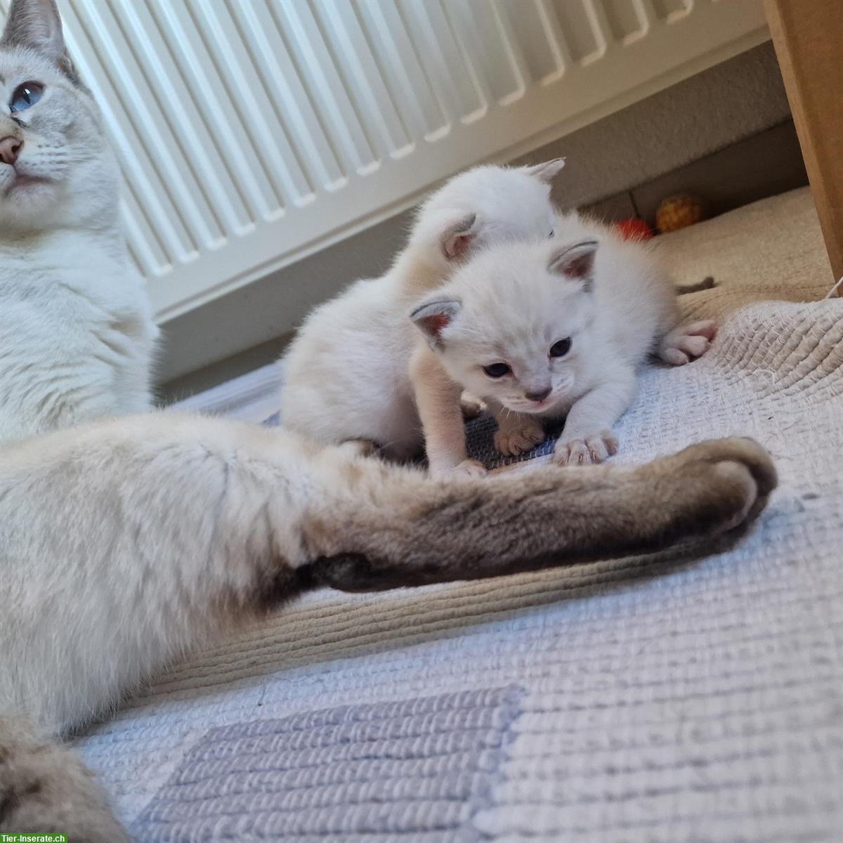 Bild 3: Siam Kitten, Blue-Point und Chocolate-Tabby-Point