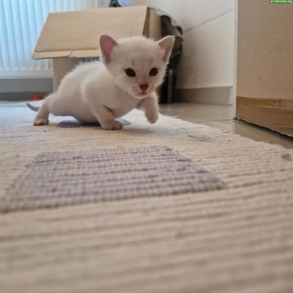 Bild 4: Siam Kitten, Blue-Point und Chocolate-Tabby-Point