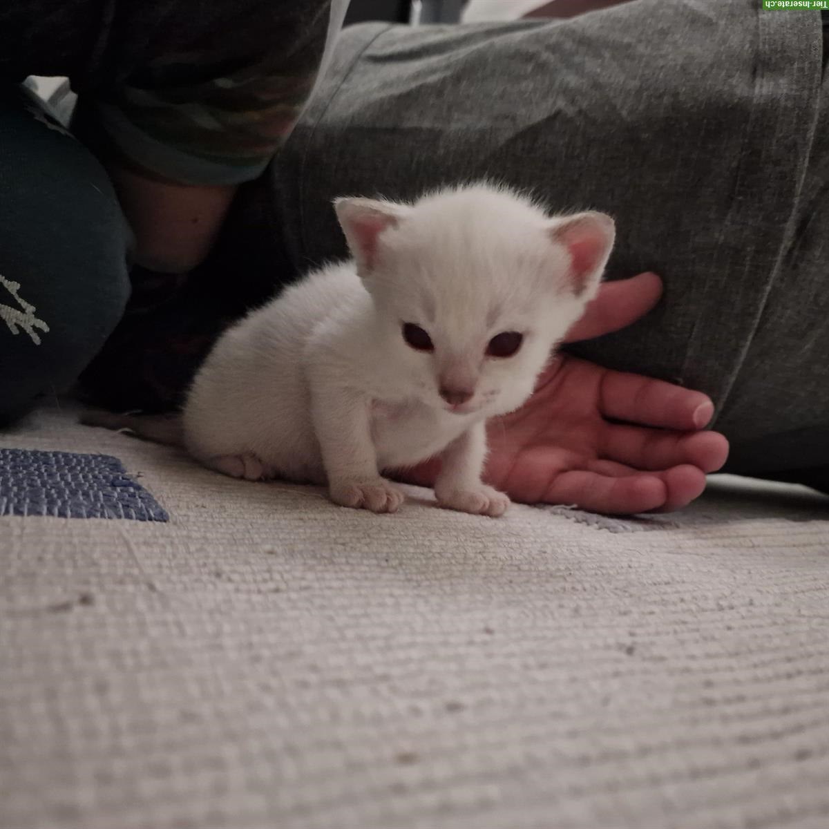 Bild 5: Siam Kitten, Blue-Point und Chocolate-Tabby-Point