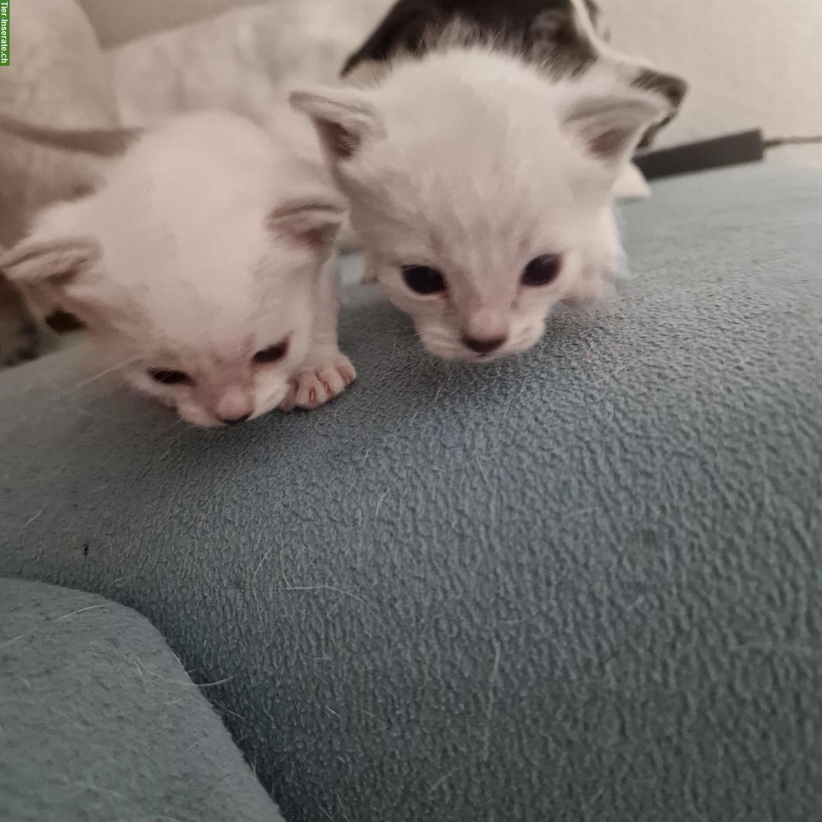 Bild 6: Siam Kitten, Blue-Point und Chocolate-Tabby-Point