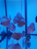 Blue Diamond und Blue Kobalt Diskusfische