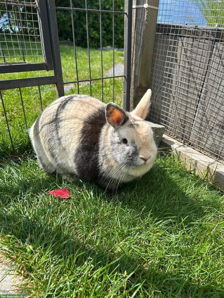 Zwergkaninchen Gspändli gesucht, vorzugsweise männlich