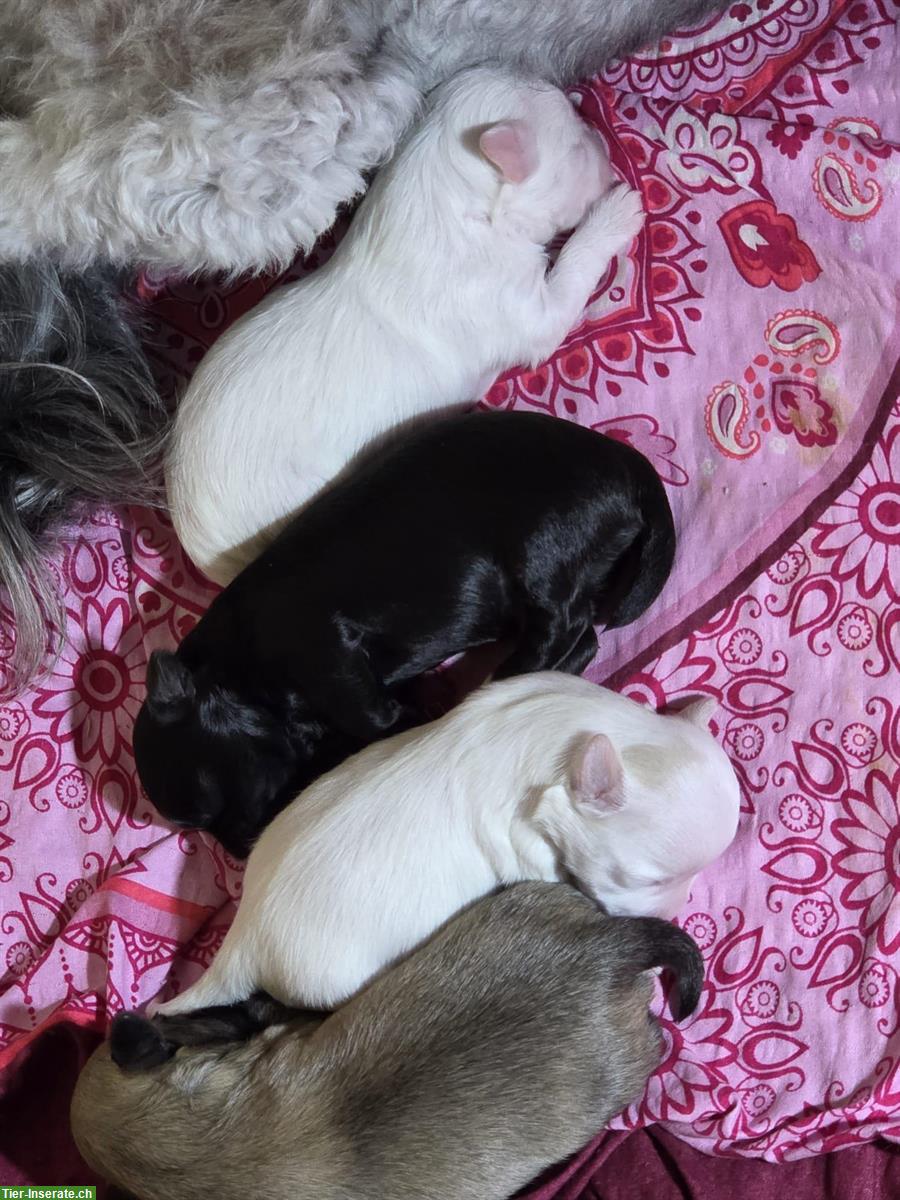 Herzige Maltipoo Welpen, Rüden und Weibchen