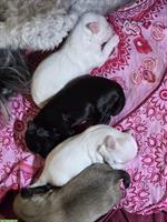 Herzige Maltipoo Welpen, Rüden und Weibchen