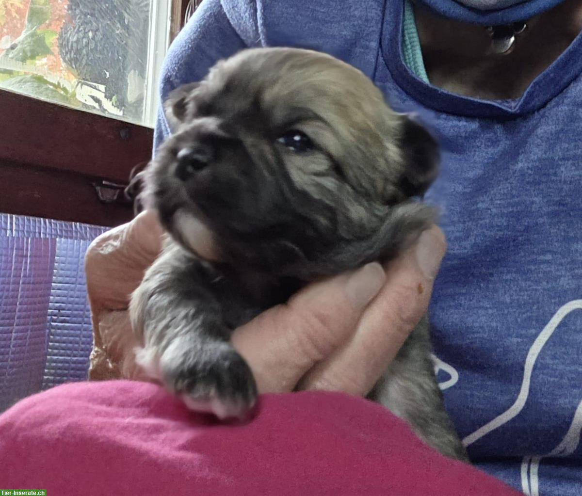 Bild 3: Herzige Maltipoo Welpen, Rüden und Weibchen