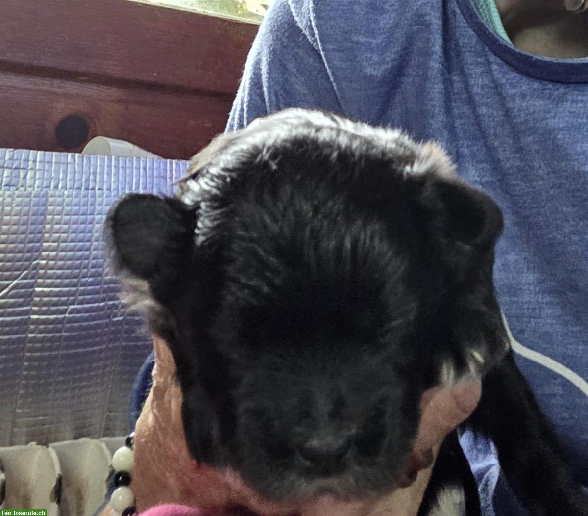 Bild 4: Herzige Maltipoo Welpen, Rüden und Weibchen