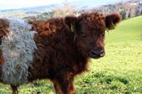 Red Belted Galloway Jungstier, zuchtgeeignet