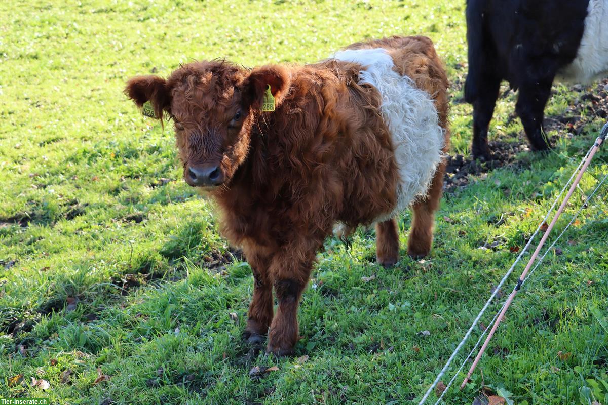 Bild 2: Red Belted Galloway Jungstier, zuchtgeeignet