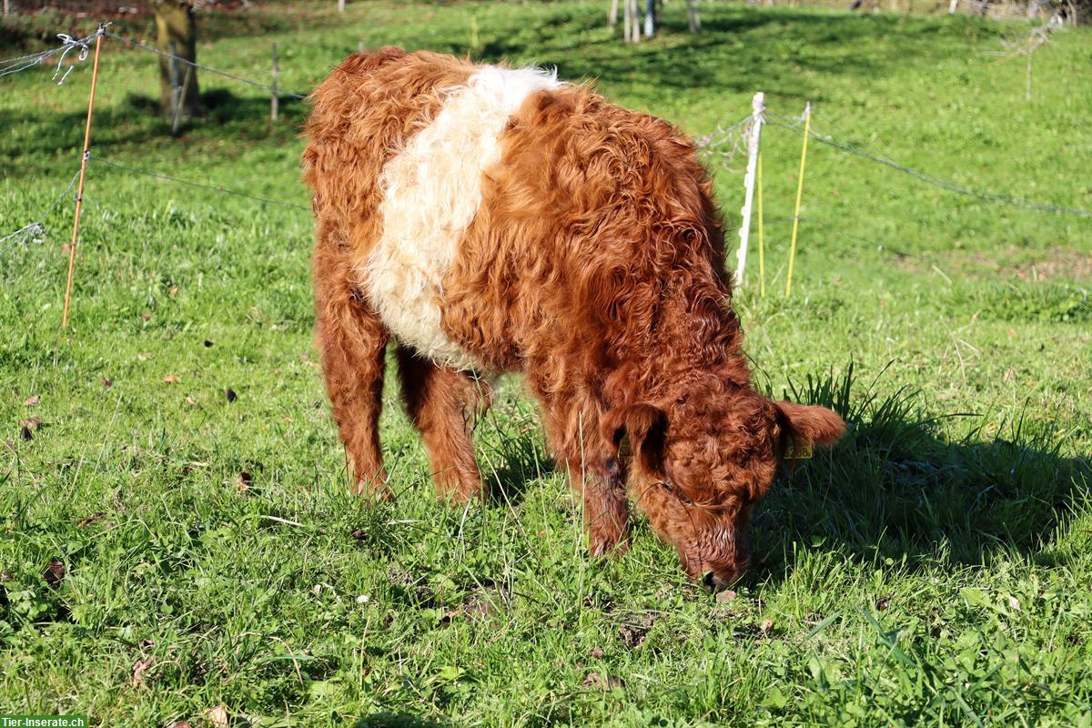 Bild 3: Red Belted Galloway Jungstier, zuchtgeeignet