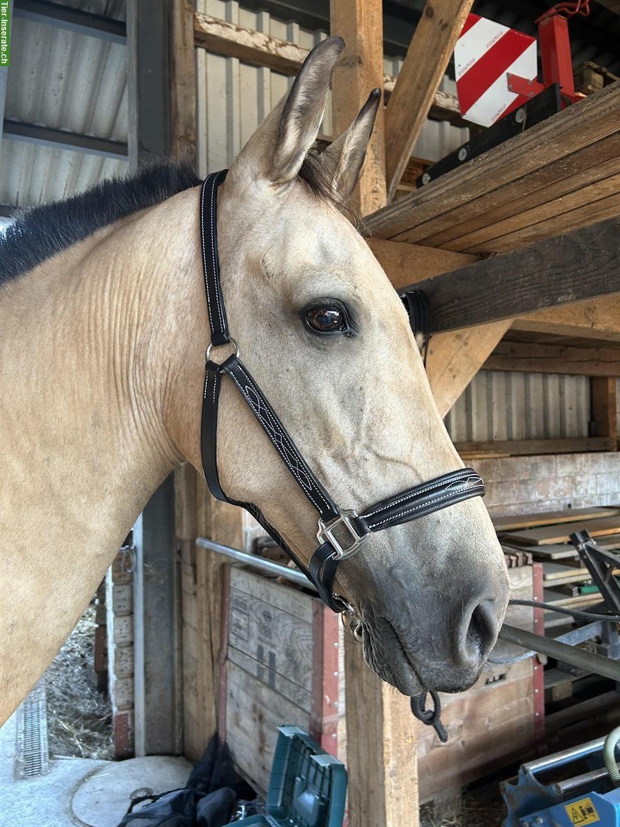 Reitbeteiligung für 16-jährige Stute, Hagneck BE