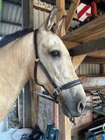 Reitbeteiligung für 16-jährige Stute, Hagneck BE