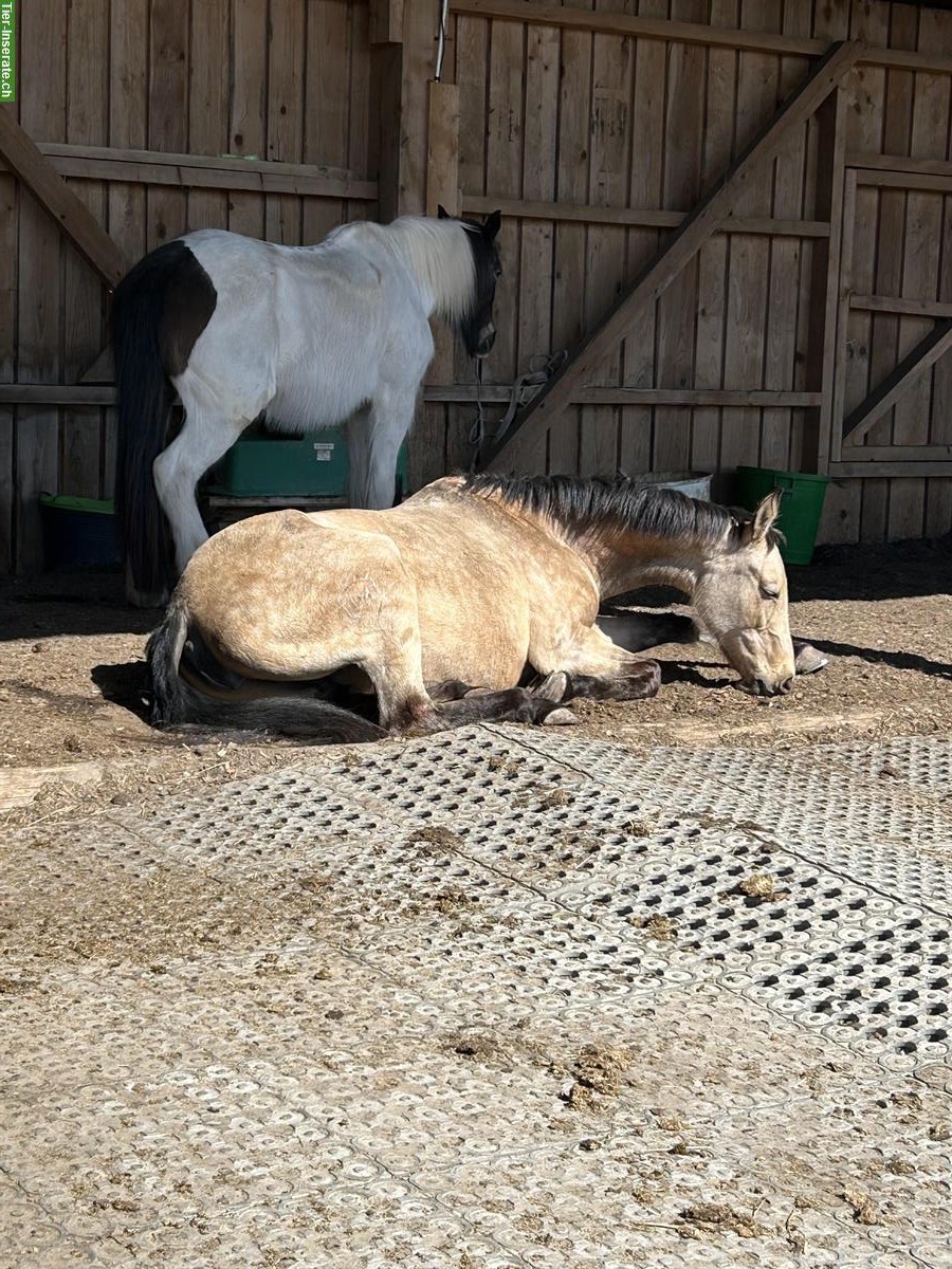 Bild 3: Reitbeteiligung für 16-jährige Stute, Hagneck BE