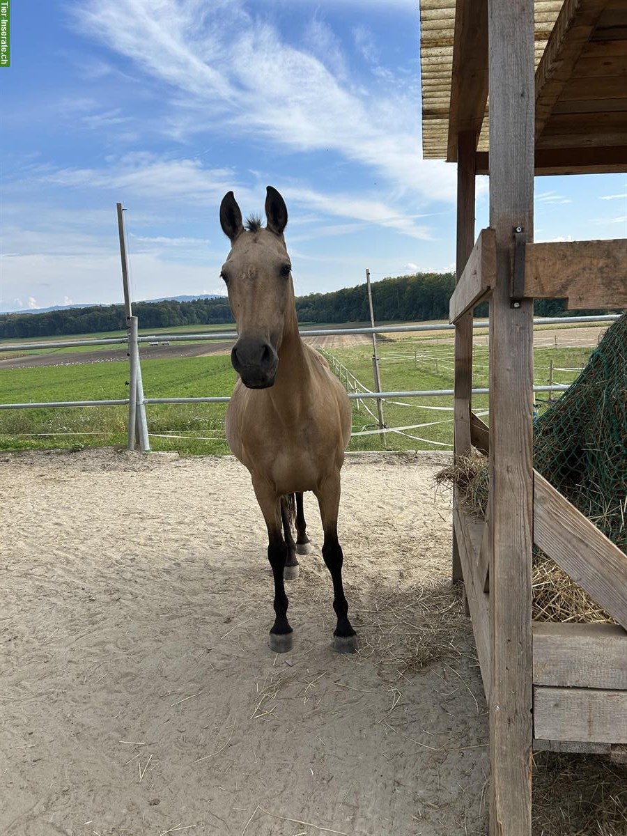 Bild 4: Reitbeteiligung für 16-jährige Stute, Hagneck BE