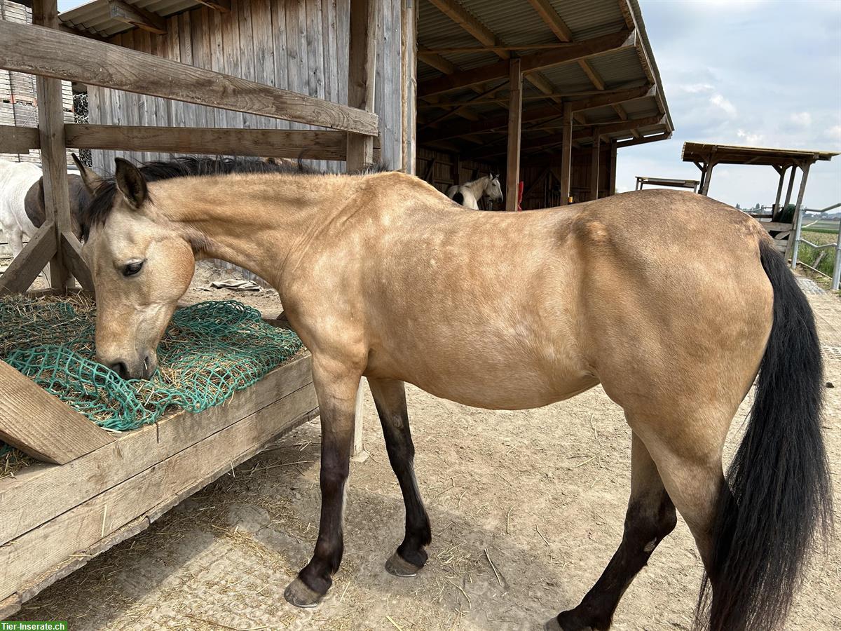 Bild 5: Reitbeteiligung für 16-jährige Stute, Hagneck BE