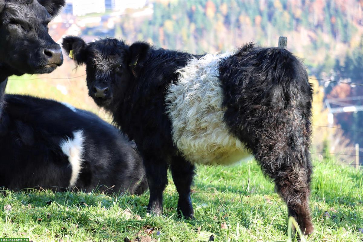 Galloway Mischlingsrind zu verkaufen