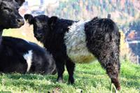 Galloway Mischlingsrind zu verkaufen