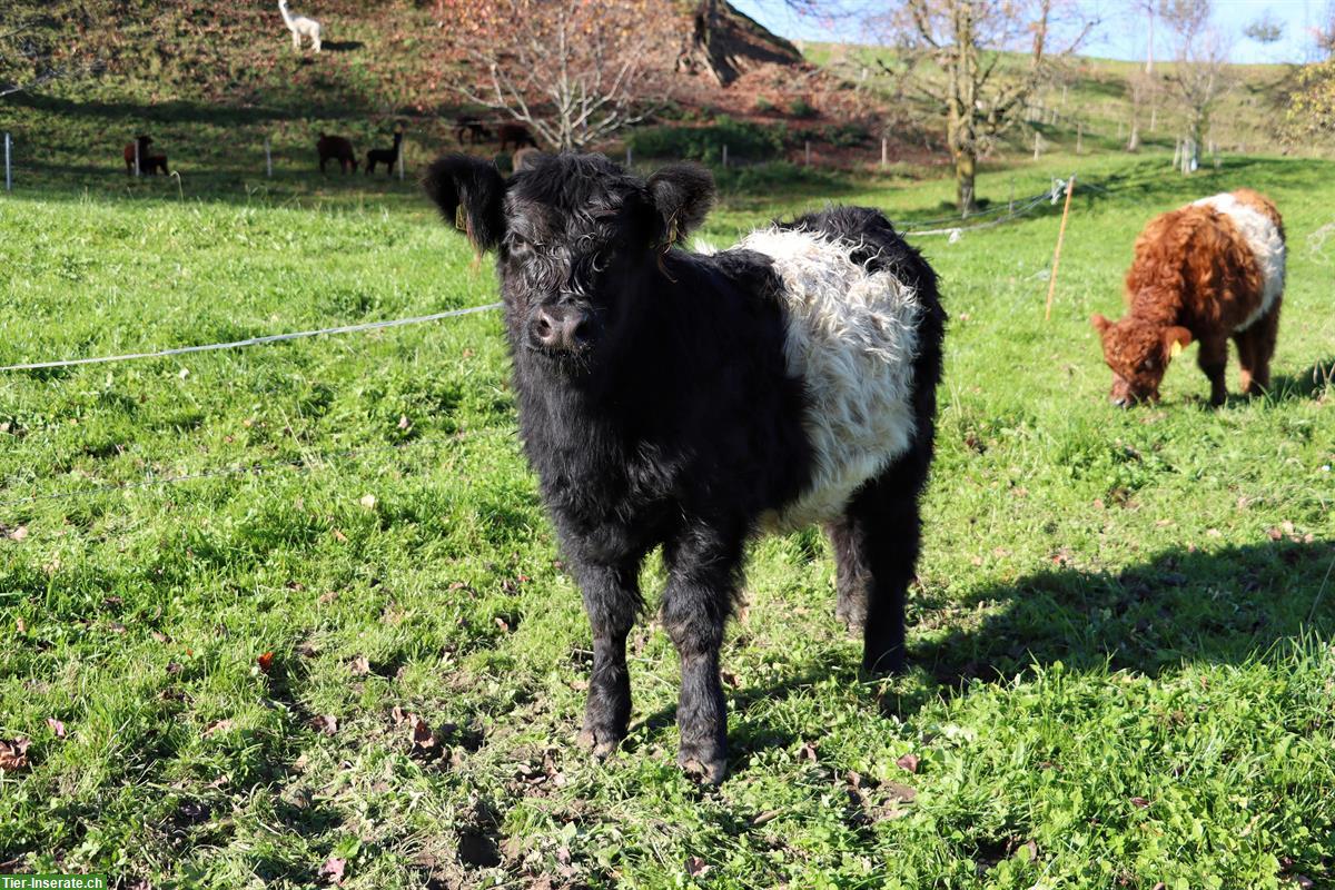 Bild 2: Galloway Mischlingsrind zu verkaufen