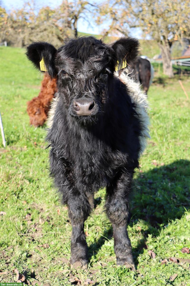 Bild 3: Galloway Mischlingsrind zu verkaufen