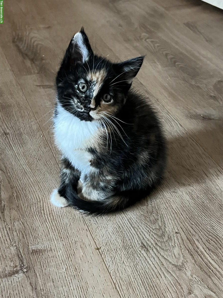 Maine Coon-Mix Kitten suchen ein Zuhause