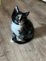 Maine Coon-Mix Kitten suchen ein Zuhause