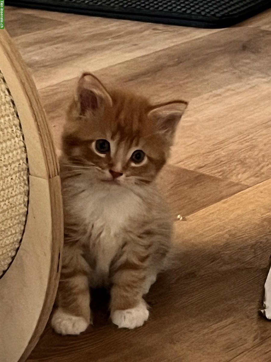 Bild 2: Maine Coon-Mix Kitten suchen ein Zuhause