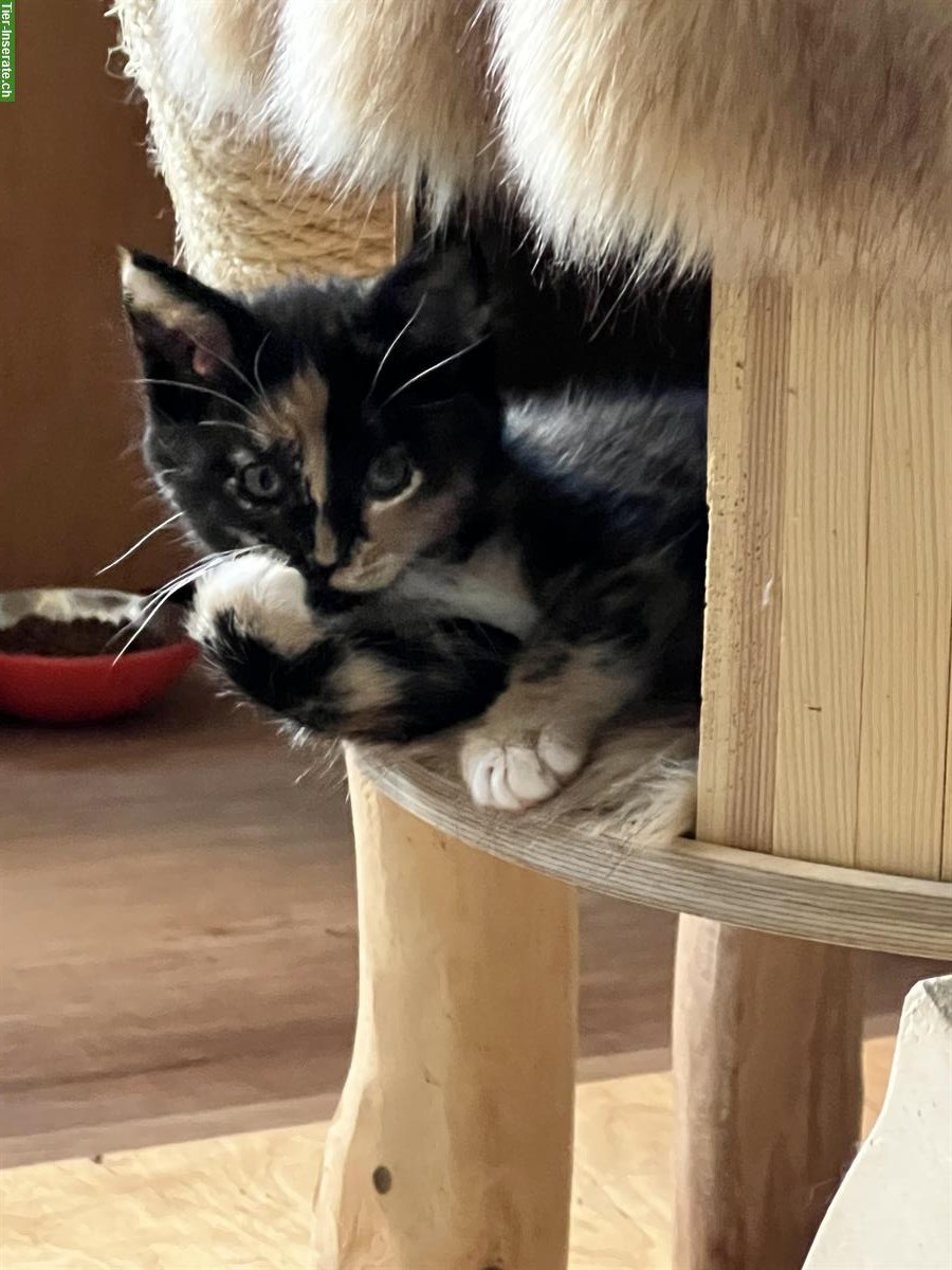 Bild 3: Maine Coon-Mix Kitten suchen ein Zuhause