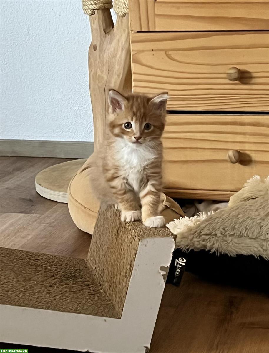 Bild 5: Maine Coon-Mix Kitten suchen ein Zuhause