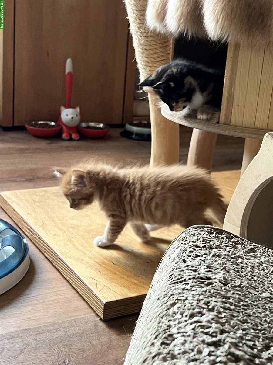 Bild 7: Maine Coon-Mix Kitten suchen ein Zuhause