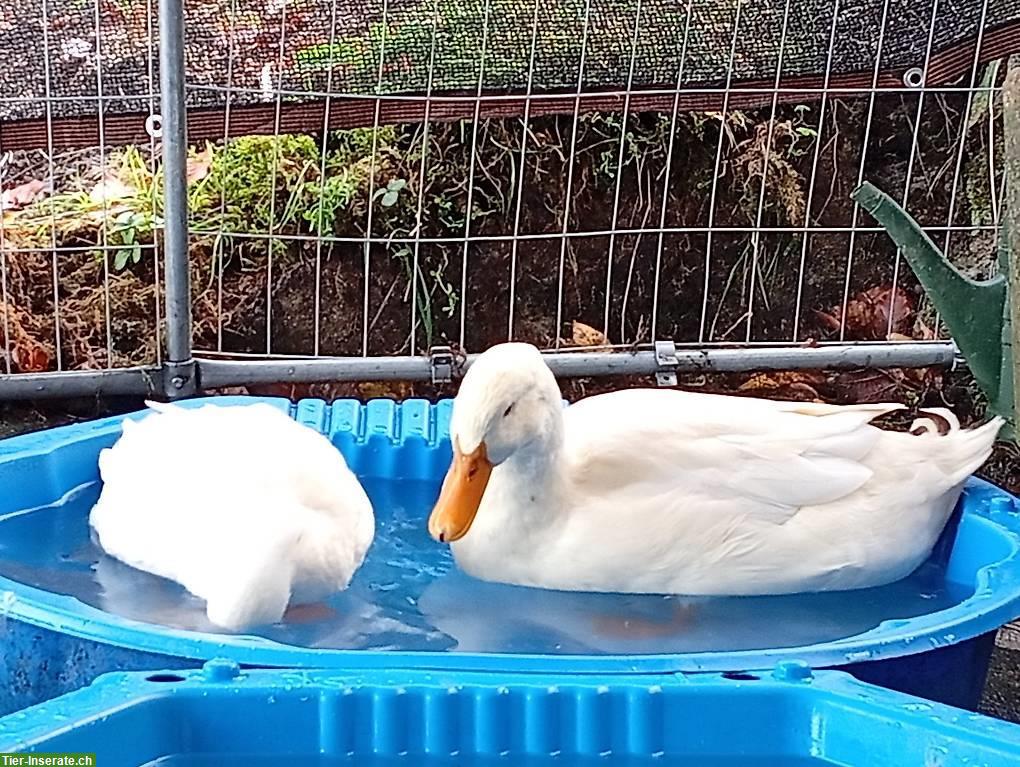 4 Enten suchen dringend ein neues Zuhause