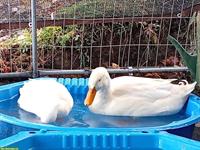 4 Enten suchen dringend ein neues Zuhause