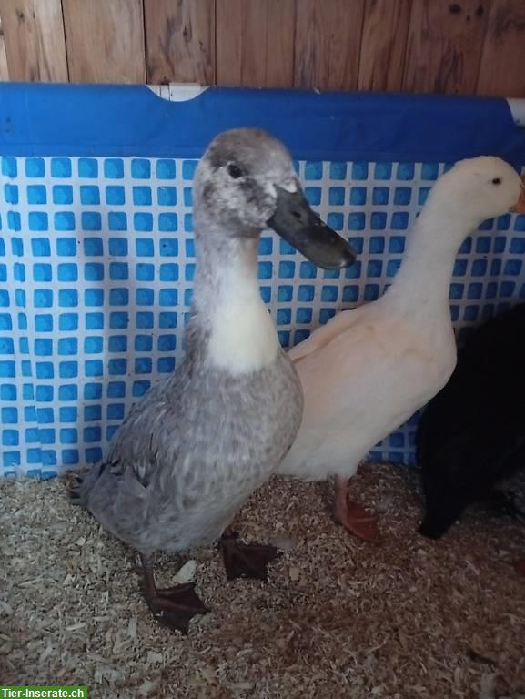 Bild 2: 4 Enten suchen dringend ein neues Zuhause