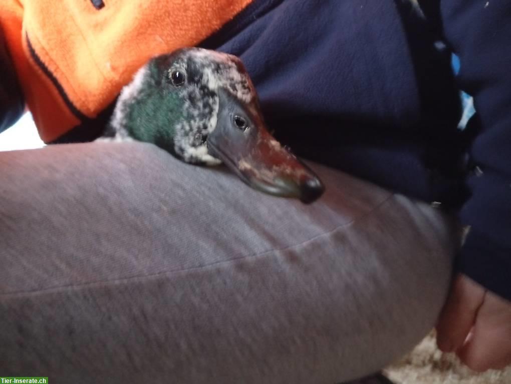 Bild 3: 4 Enten suchen dringend ein neues Zuhause