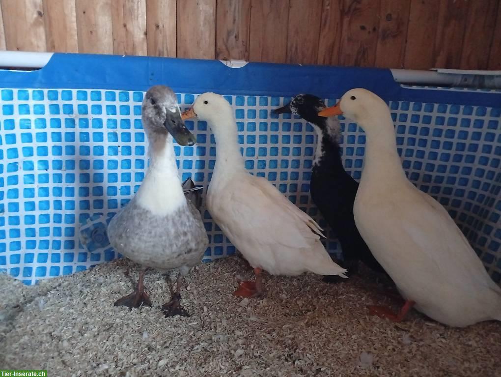 Bild 4: 4 Enten suchen dringend ein neues Zuhause