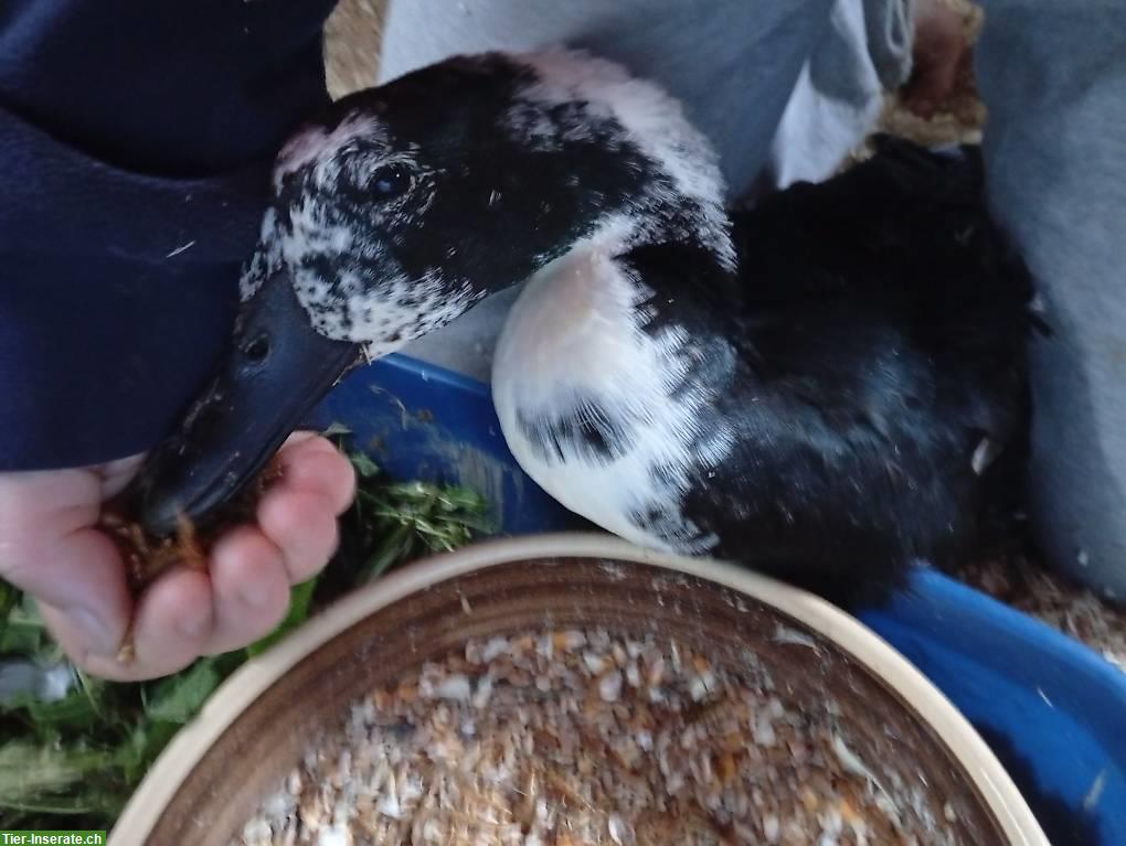 Bild 5: 4 Enten suchen dringend ein neues Zuhause