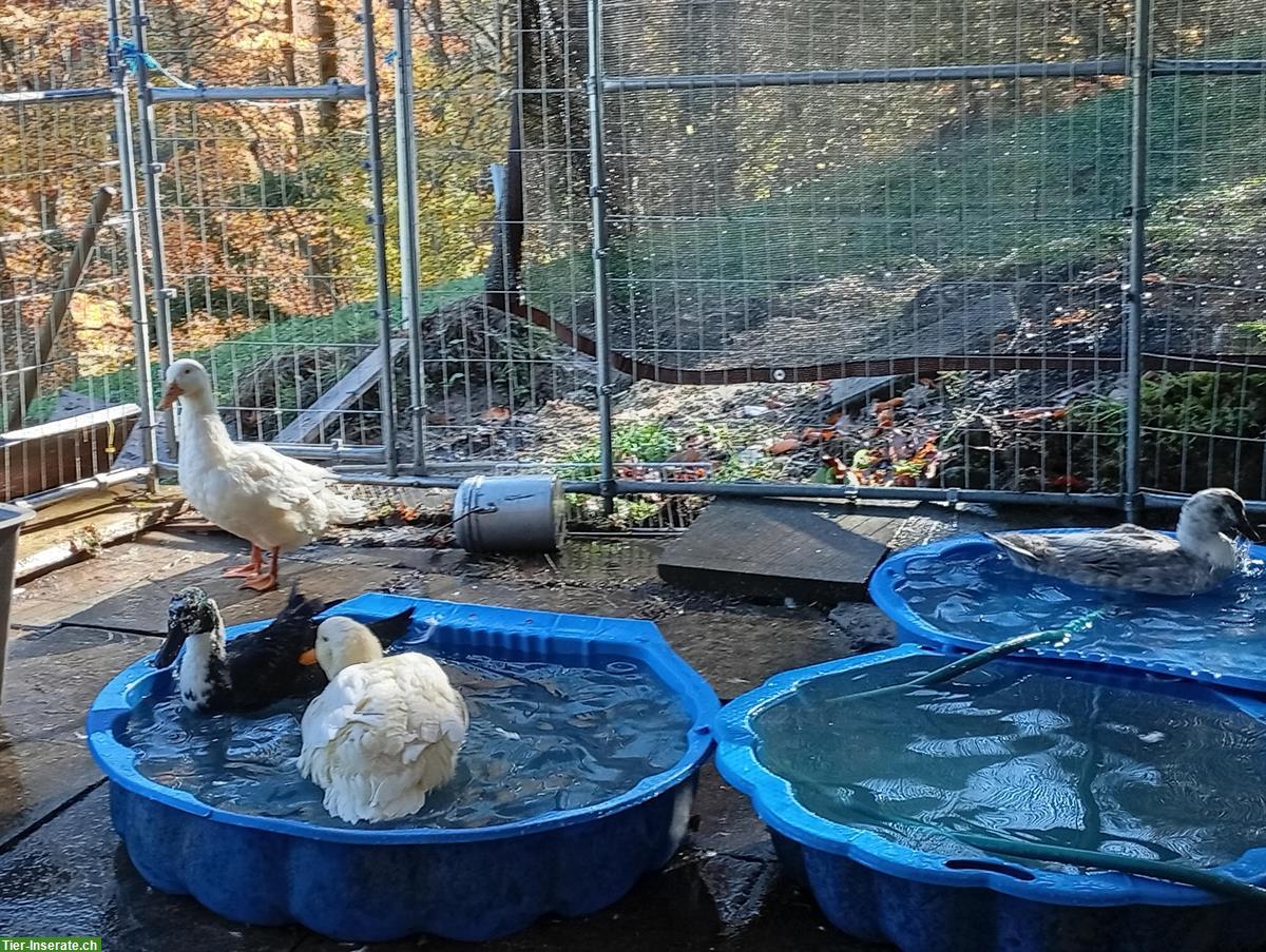 Bild 6: 4 Enten suchen dringend ein neues Zuhause