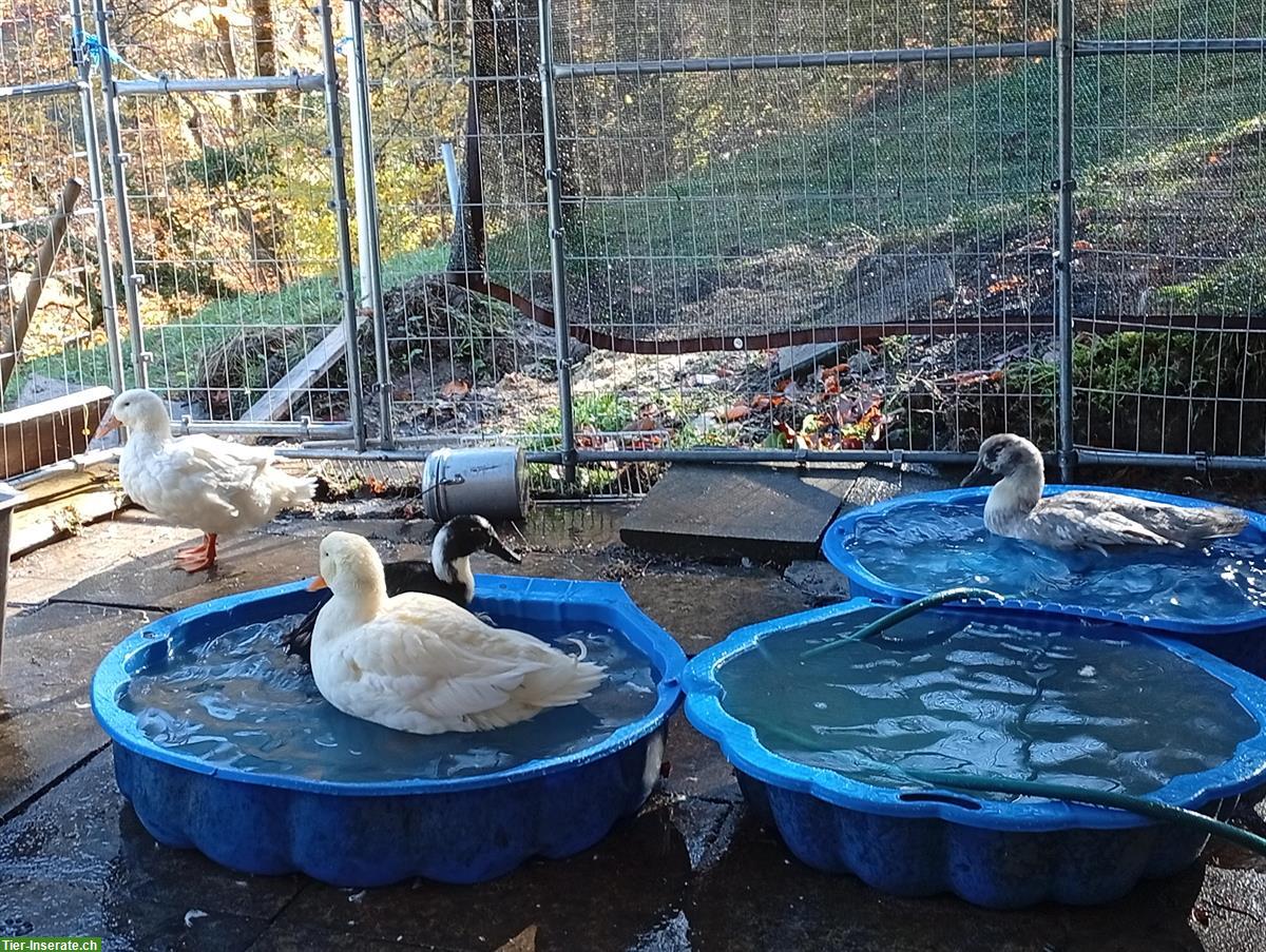 Bild 7: 4 Enten suchen dringend ein neues Zuhause