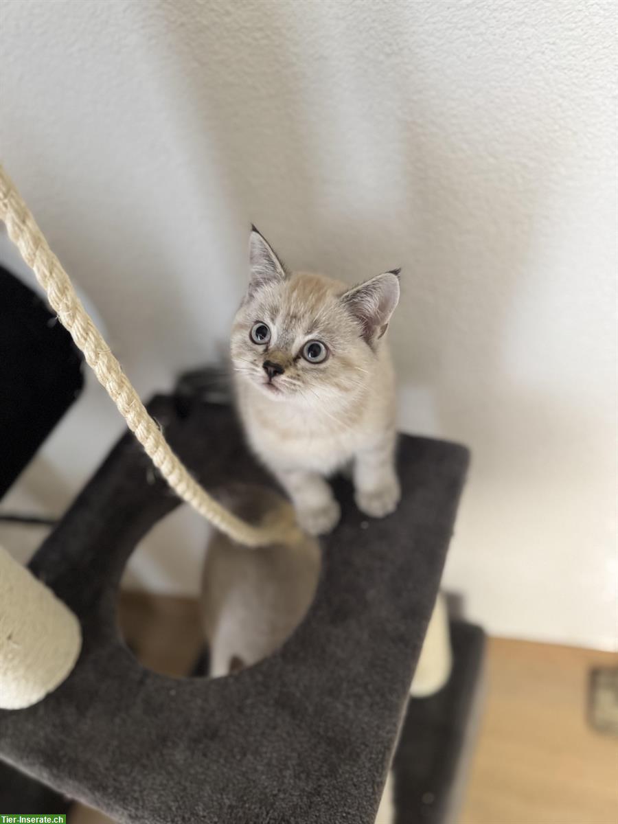 Britisch Kurzhaar Kitten, weiss und grau