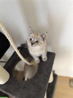 Britisch Kurzhaar Kitten, weiss und grau