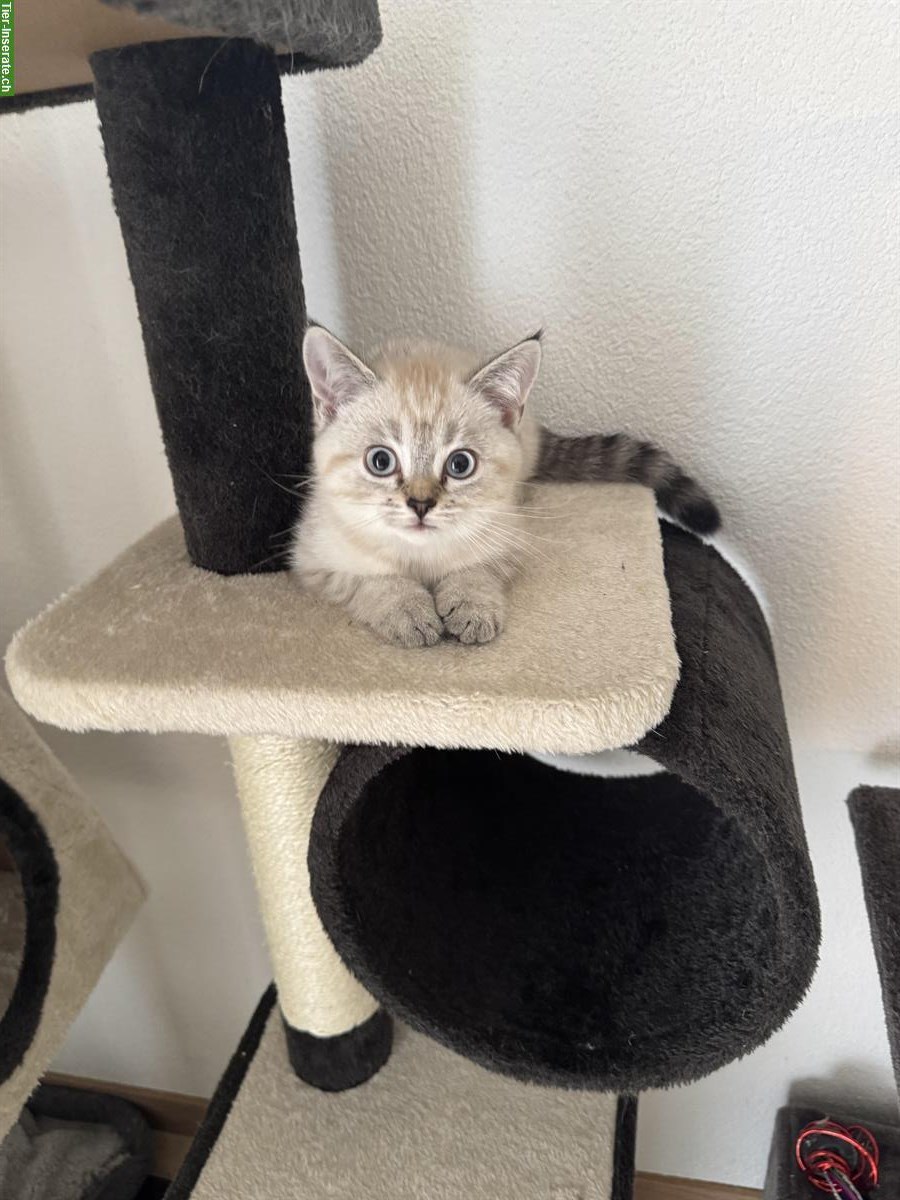 Bild 2: Britisch Kurzhaar Kitten, weiss und grau