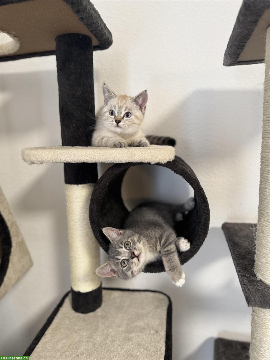 Bild 3: Britisch Kurzhaar Kitten, weiss und grau
