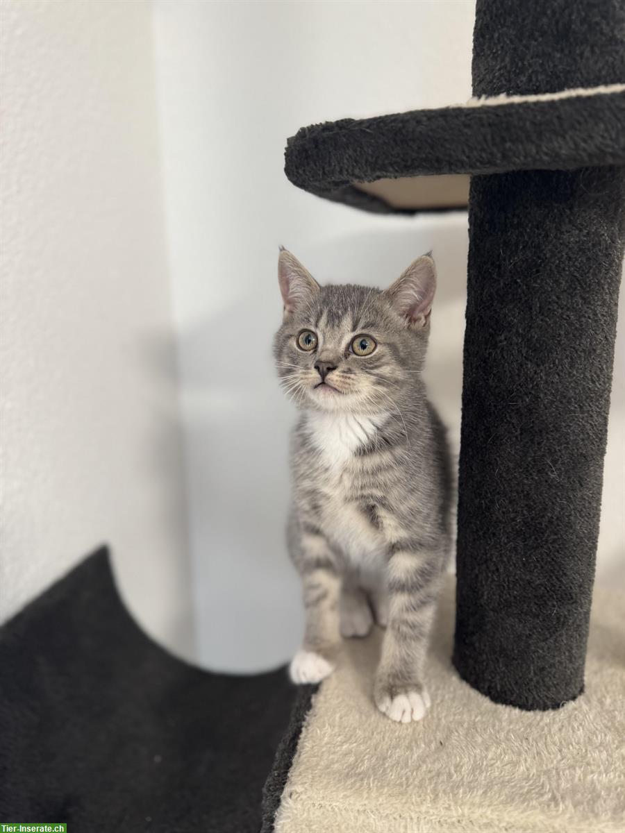 Bild 4: Britisch Kurzhaar Kitten, weiss und grau