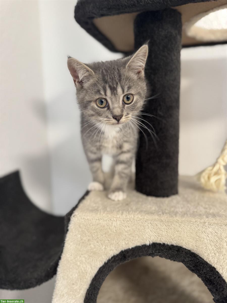 Bild 5: Britisch Kurzhaar Kitten, weiss und grau