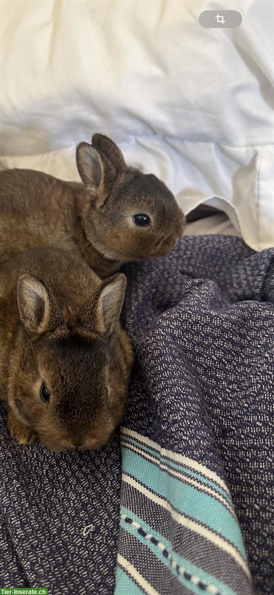 Kaninchen Familie: Rex-Kaninchenmutter mit 2 Jungen