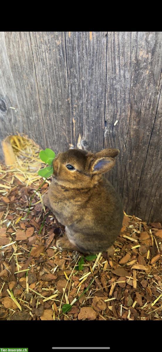 Bild 2: Kaninchen Familie: Rex-Kaninchenmutter mit 2 Jungen