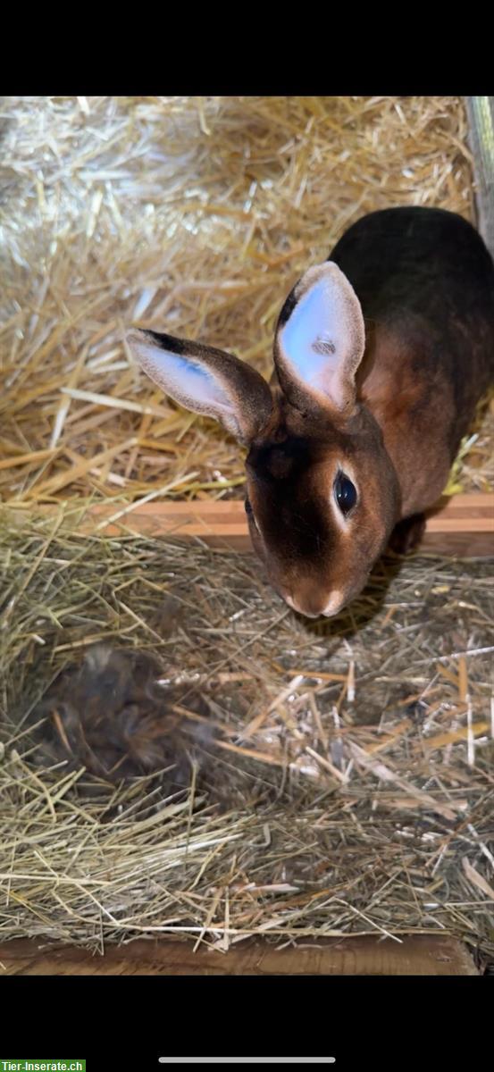 Bild 3: Kaninchen Familie: Rex-Kaninchenmutter mit 2 Jungen